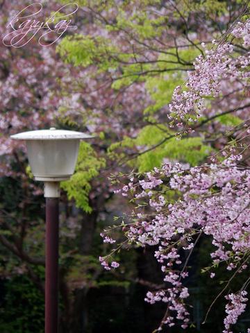桜と外灯.JPG