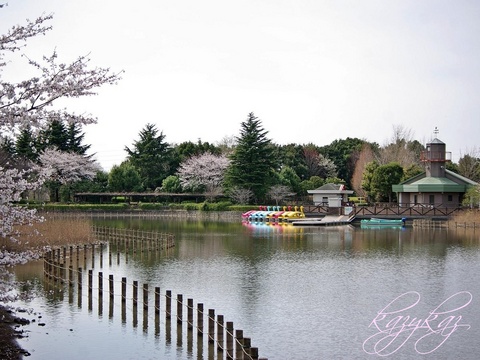 池・ボート・桜.JPG